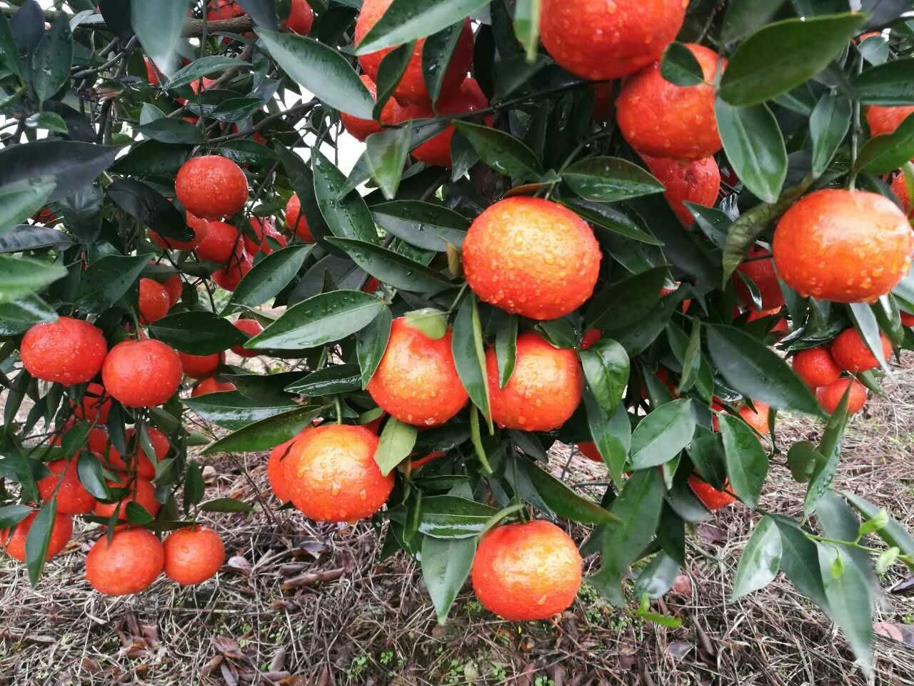 一個橘子抵一個蘋果 今年橘子有點貴
