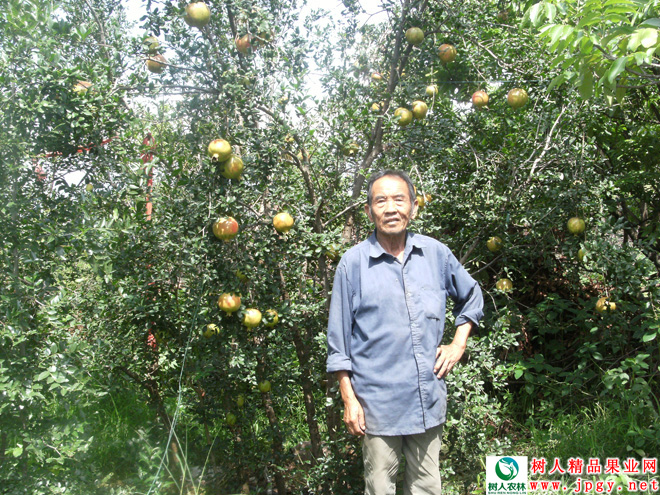 湖南樹人農(nóng)林科技有限公司,湖南柑橘品種銷售,中國果樹網(wǎng),常綠果樹類哪里好