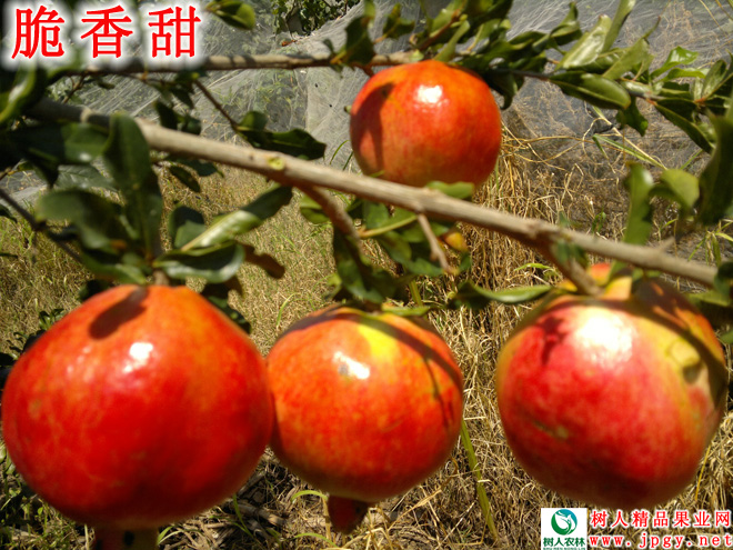 湖南樹人農(nóng)林科技有限公司,湖南柑橘品種銷售,中國果樹網(wǎng),常綠果樹類哪里好