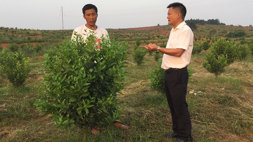 彩色油菜花的研究與開發(fā)推廣