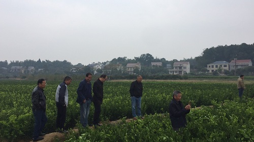 彩色油菜花的研究與開發(fā)推廣