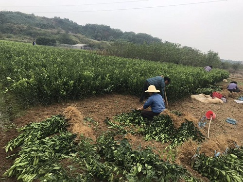 彩色油菜花的研究與開發(fā)推廣