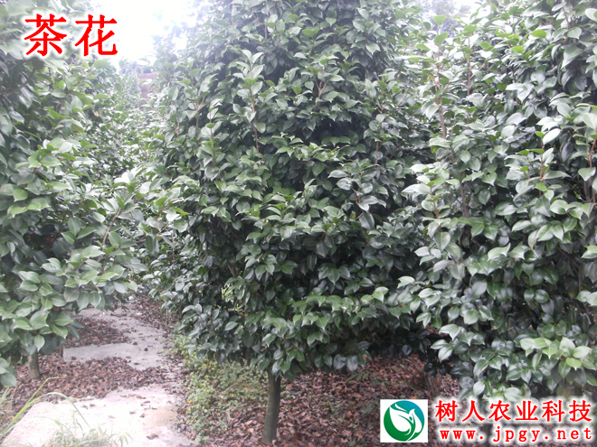 湖南樹(shù)人農(nóng)林科技有限公司,湖南柑橘品種銷售,中國(guó)果樹(shù)網(wǎng),常綠果樹(shù)類哪里好