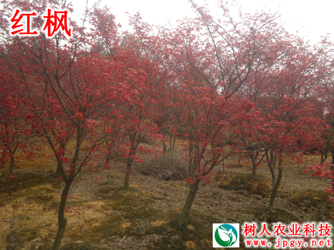 湖南樹人農林科技有限公司,湖南柑橘品種銷售,中國果樹網(wǎng),常綠果樹類哪里好