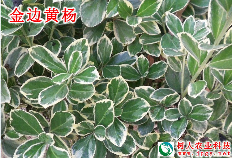 湖南樹人農林科技有限公司,湖南柑橘品種銷售,中國果樹網,常綠果樹類哪里好