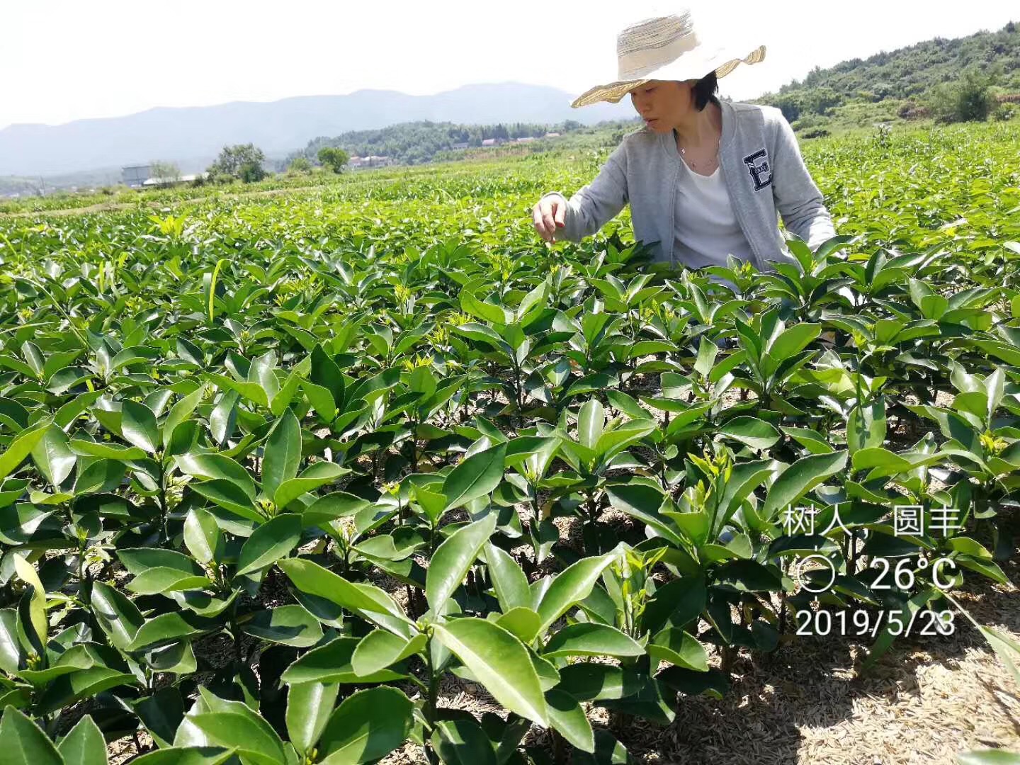 湖南樹人農林科技有限公司,湖南柑橘品種銷售,中國果樹網,常綠果樹類哪里好