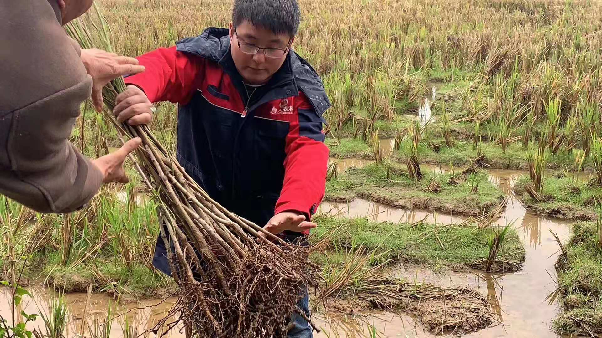 湖南樹人農林科技有限公司,湖南柑橘品種銷售,中國果樹網(wǎng),常綠果樹類哪里好