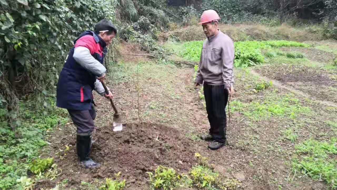 湖南樹人農林科技有限公司,湖南柑橘品種銷售,中國果樹網(wǎng),常綠果樹類哪里好