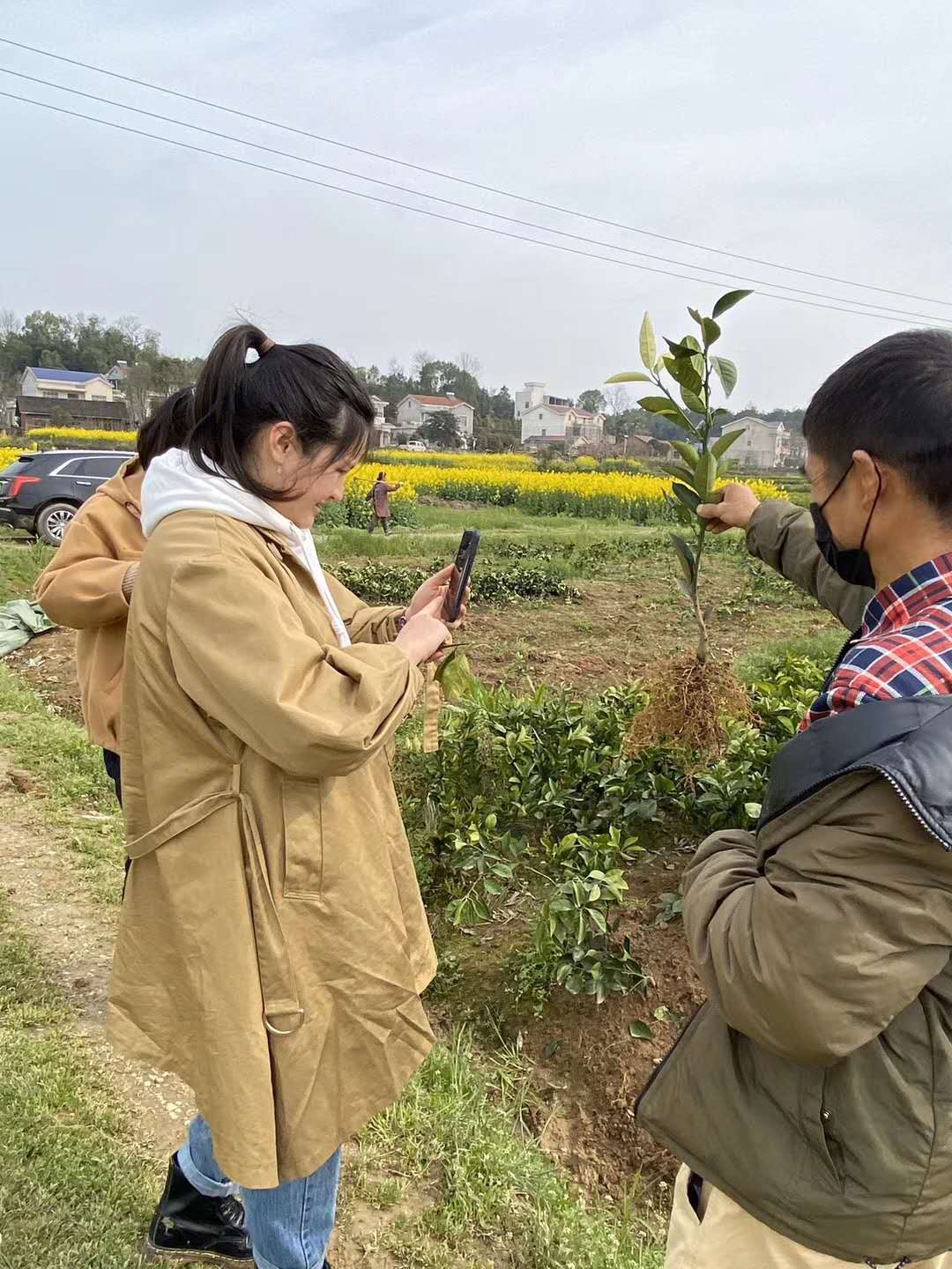 湖南樹人農林科技有限公司,湖南柑橘品種銷售,中國果樹網,常綠果樹類哪里好