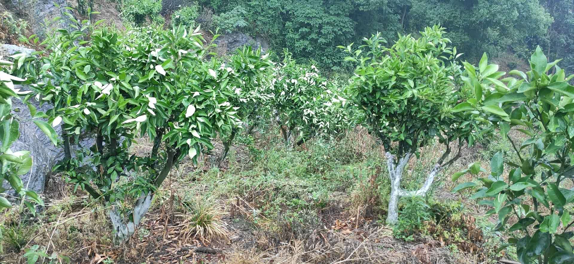 湖南樹(shù)人農(nóng)林科技有限公司,湖南柑橘品種銷售,中國(guó)果樹(shù)網(wǎng),常綠果樹(shù)類哪里好 湖南樹(shù)人農(nóng)林科技有限公司,湖南柑橘品種銷售,中國(guó)果樹(shù)網(wǎng),常綠果樹(shù)類哪里好